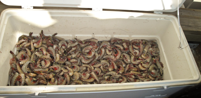 Shrimp Boil