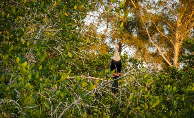 Fort Myers Anhinga Bird