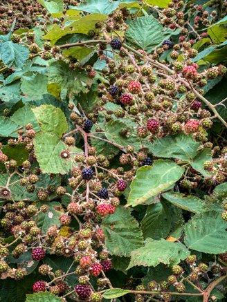 blackberries