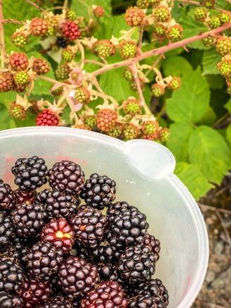blackberries