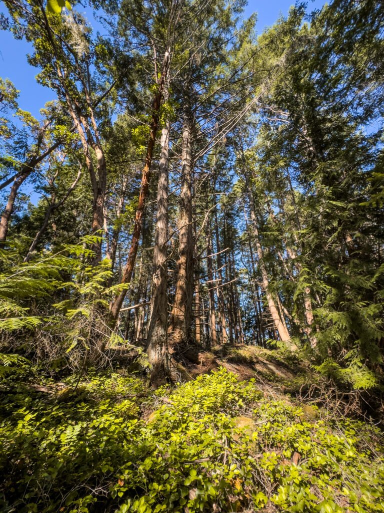 Wallace Island