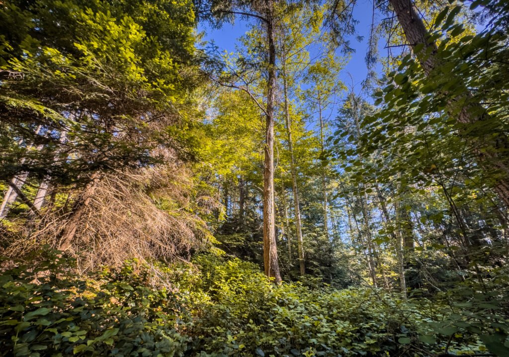 Wallace Island