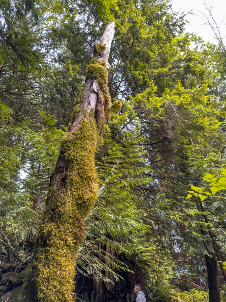 Toba Wildernest