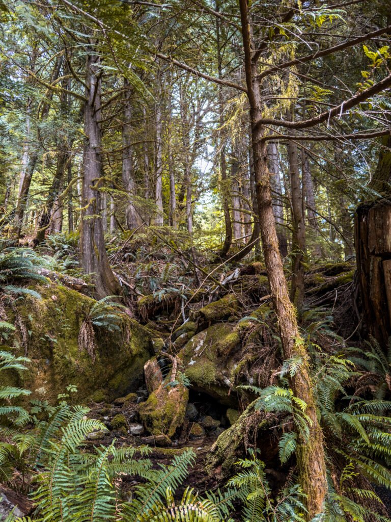 Toba Wildernest