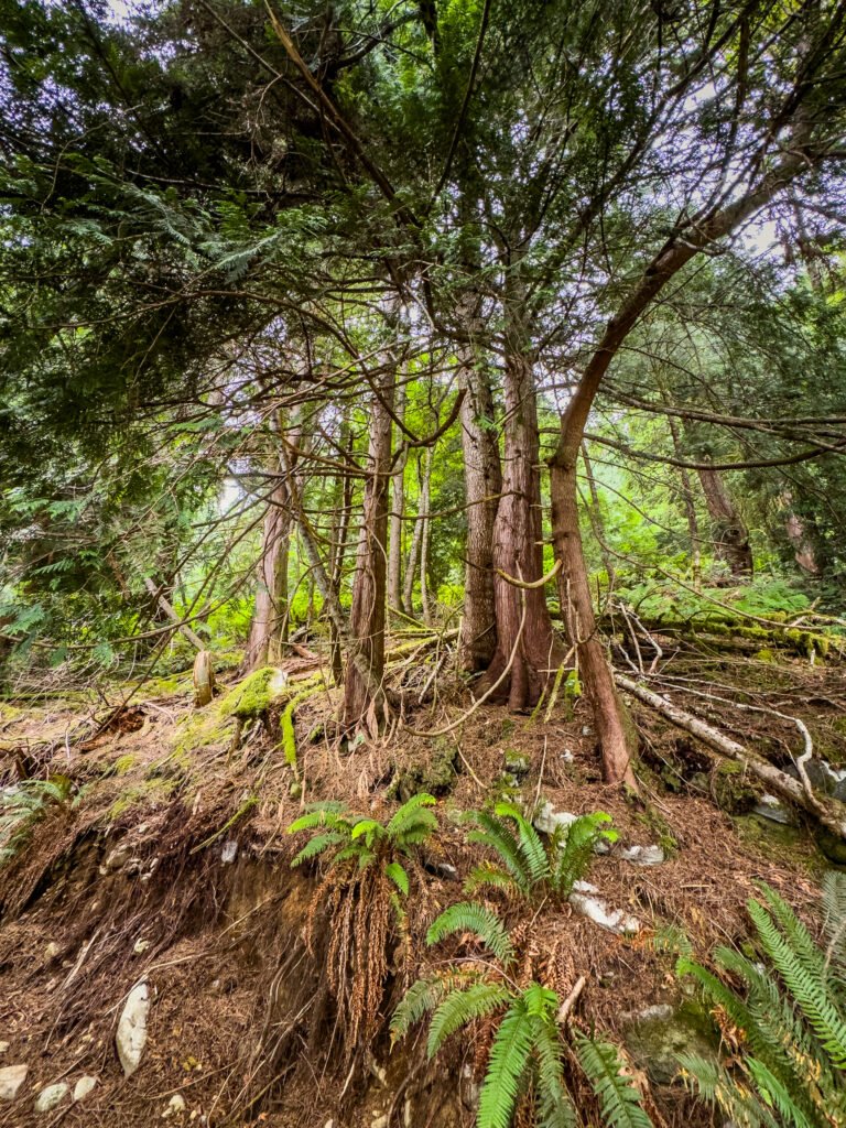 Toba Wildernest