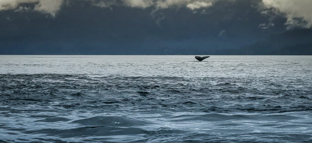 Humpback Sighting
