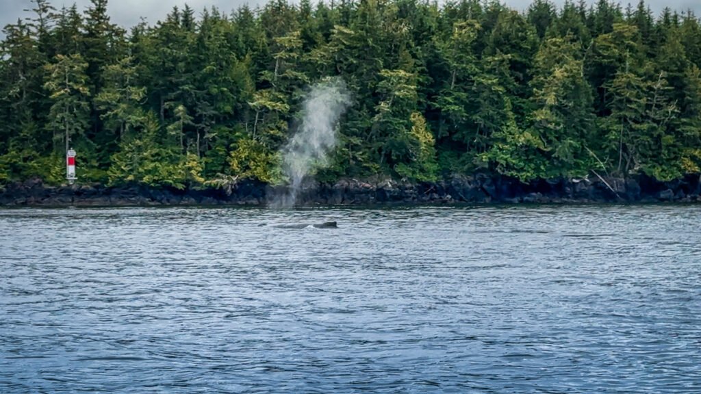Humpback Sighting
