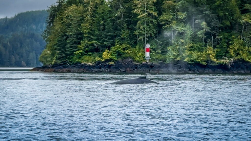 Humpback Sighting