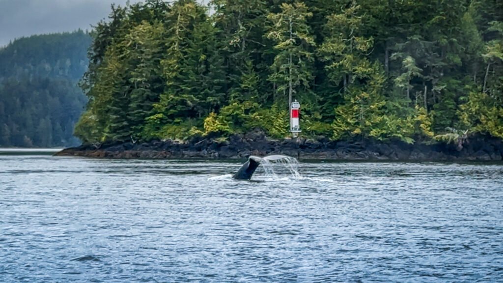 Humpback Sighting