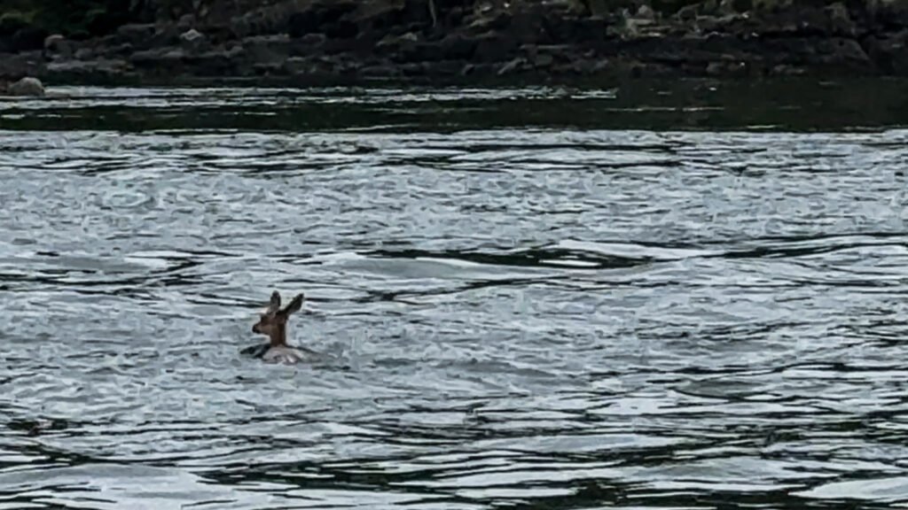 Humpback Sighting